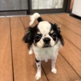 チワワ(ロング)