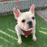 フレンチブルドッグ