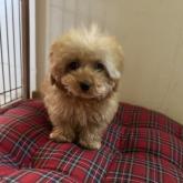 トイプードル