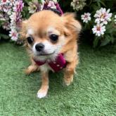 チワワ(ロング)