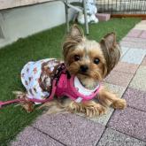 ヨークシャーテリア