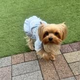 ヨークシャーテリア