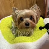 ヨークシャーテリア