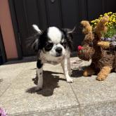 チワワ(ロング)