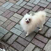 ポメラニアン