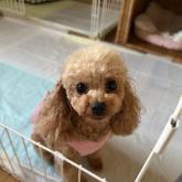 トイプードル