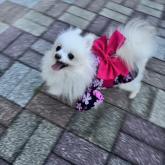 ポメラニアン