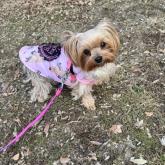 ヨークシャーテリア