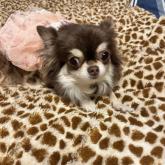 チワワ(ロング)