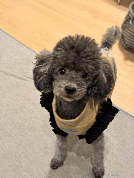 犬の里親募集】兵庫県・トイプードル・性格抜群 トイプードル サラ