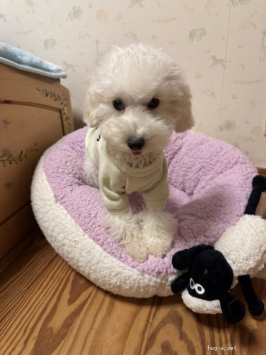 犬の里親募集】兵庫県・トイプードル・緊急募集 プードル子犬 のぶくん