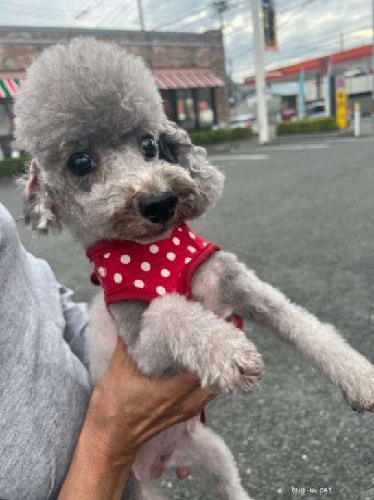 犬の里親募集】兵庫県・トイプードル・明るく性格抜群のシルバー