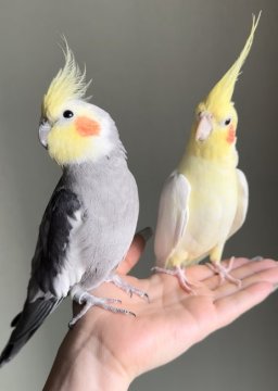 鳥の里親募集】東京都・インコ・あまえんぼうなオカメインコ オス 2匹（ID:2412-01051）｜ハグー -みんなのペット里親情報