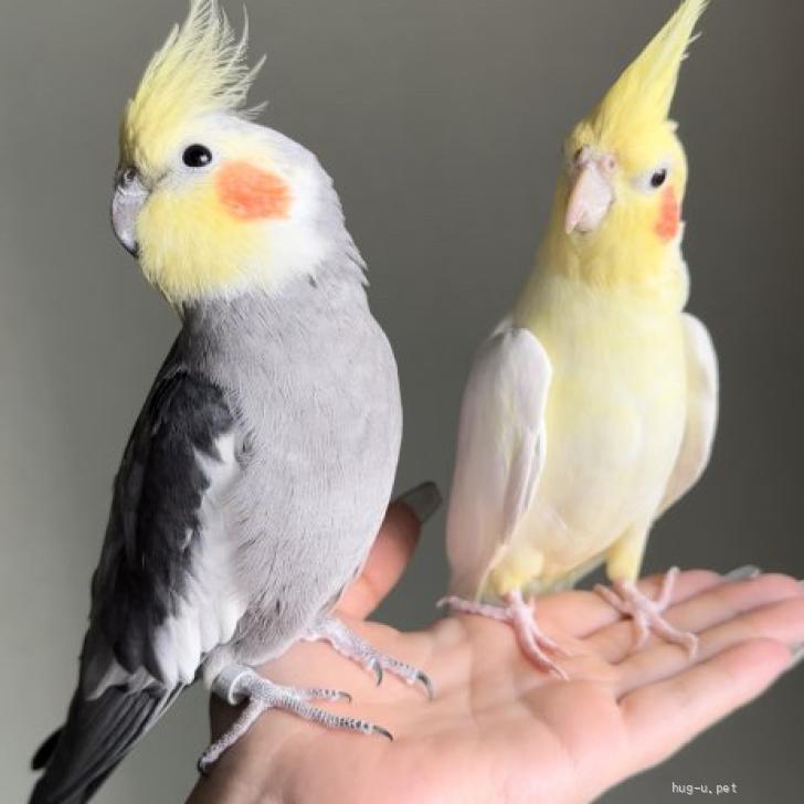 鳥の里親募集】東京都・インコ・あまえんぼうなオカメインコ オス 2匹（ID:2412-01051）｜ハグー -みんなのペット里親情報