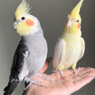 鳥 × 千葉県 × インコの里親募集一覧|ハグー -みんなのペット 鳥 × 千葉県 × インコの里親募集一覧|ハグー -みんなのペット
