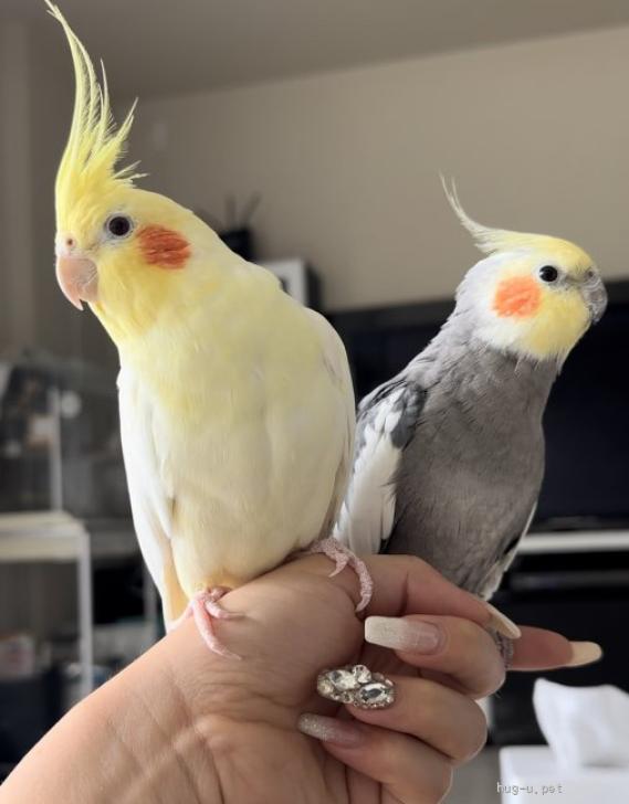 鳥の里親募集】東京都・インコ・あまえんぼうなオカメインコ オス 2匹（ID:2412-01051）｜ハグー -みんなのペット里親情報