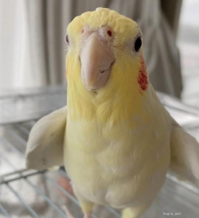 鳥の里親募集】東京都・インコ・あまえんぼうなオカメインコ オス 2匹（ID:2412-01051）｜ハグー -みんなのペット里親情報