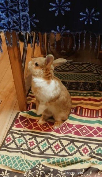 譲渡会 保護うさぎさんに逢おうの会 in大田区(東京都)｜ハグー