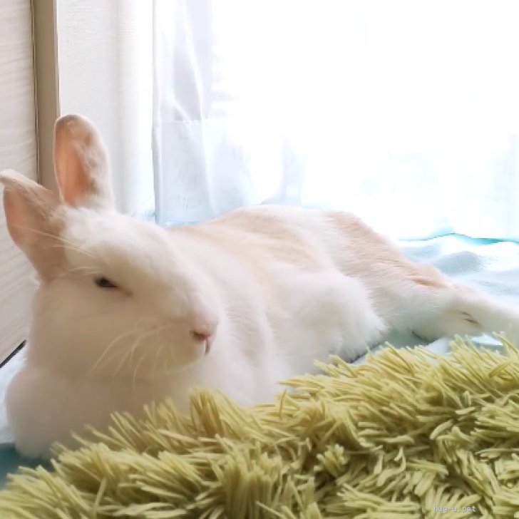 のんちゃんママご確認ページ＊ よじる