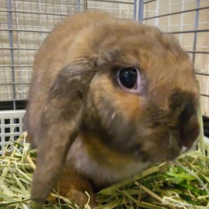 小動物の里親募集】東京都・ウサギ・パワフルで甘えん坊なロップイヤー