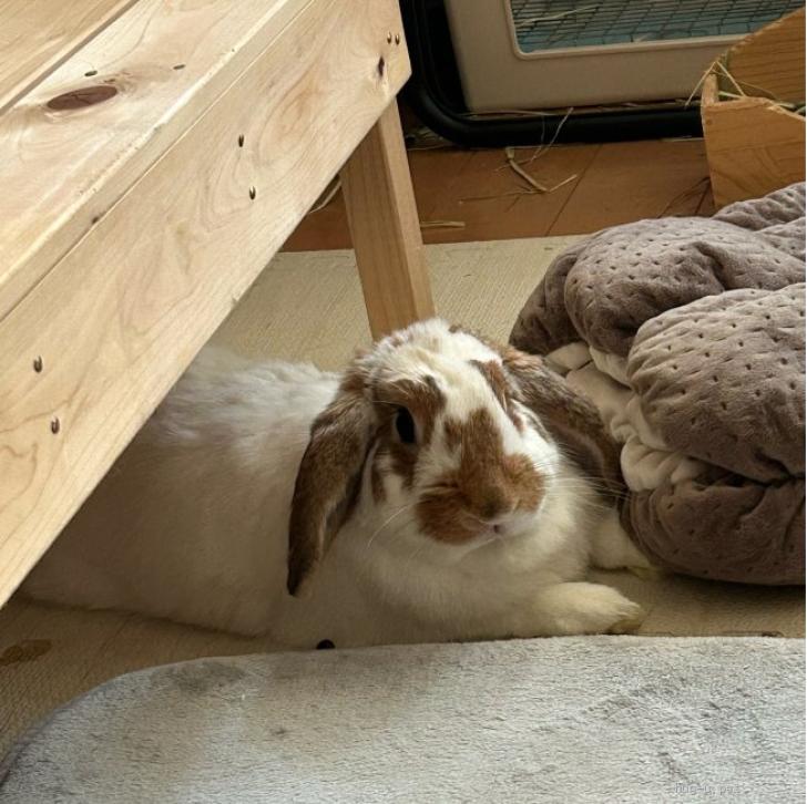 小動物の里親募集】東京都・ウサギ・梅っこ 可愛いブロークン柄【オラ