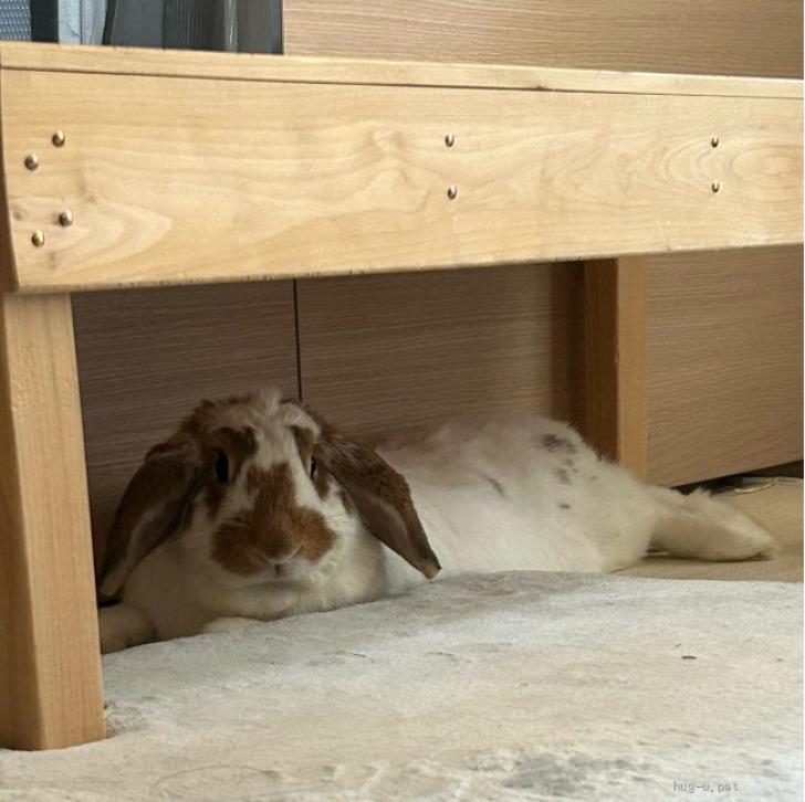 小動物の里親募集】東京都・ウサギ・梅っこ 可愛いブロークン柄【オラ