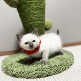 雑種