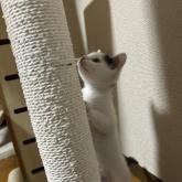雑種
