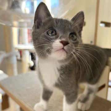 保護活動者：ニャンコママ0205(栃木県矢板市)｜ハグー -みんなのペット