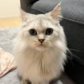チンチラペルシャ