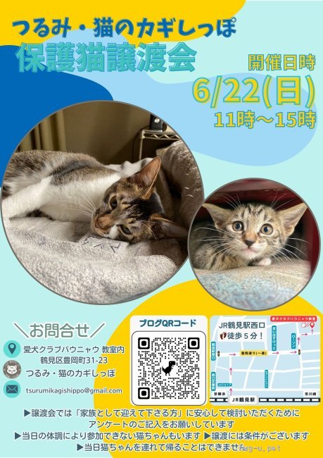 譲渡会 つるみ・猫のカギしっぽ譲渡会 JR鶴見駅西口歩5分室内