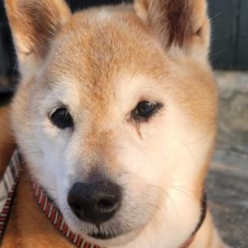 犬 徳島県 柴犬の里親募集一覧 ハグー みんなのペット里親情報