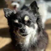 チワワ(ロング)