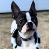 ボストンテリア