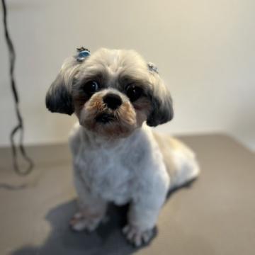 犬 × シーズーの里親募集一覧｜ハグー -みんなのペット里親情報
