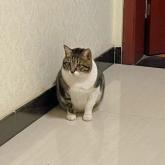 雑種