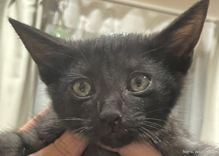 黒ねこ様リクエスト チワワ 1003001715_68de977b66709.jpg