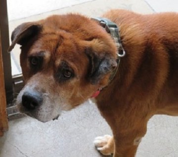 奈良県 雑種 犬 の里親募集一覧 ハグー みんなのペット里親情報