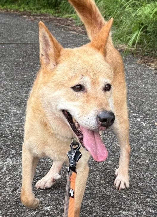 犬の里親募集】和歌山県・雑種・元軍人？おっとり♡婆薔薇（バーバラ