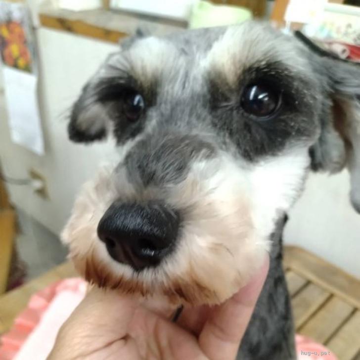 犬の里親募集】静岡県・ミニチュアシュナウザー・がんこちゃん（ID