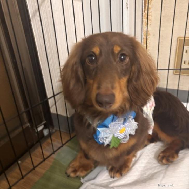 犬の里親募集】静岡県・ミニチュアダックスフンド(ロング)・マカロン