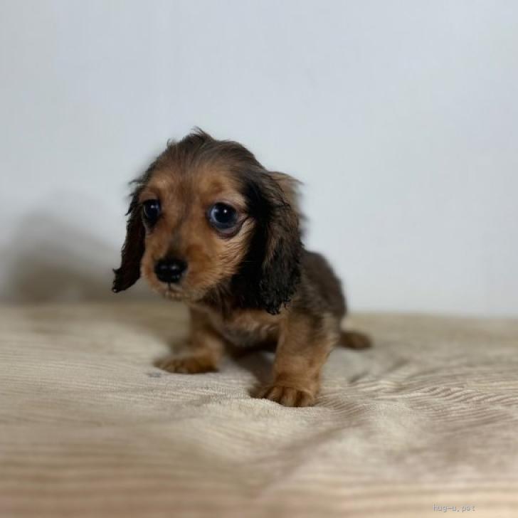 犬の里親募集】静岡県・ミニチュアダックスフンド(ロング)・だっちゃん