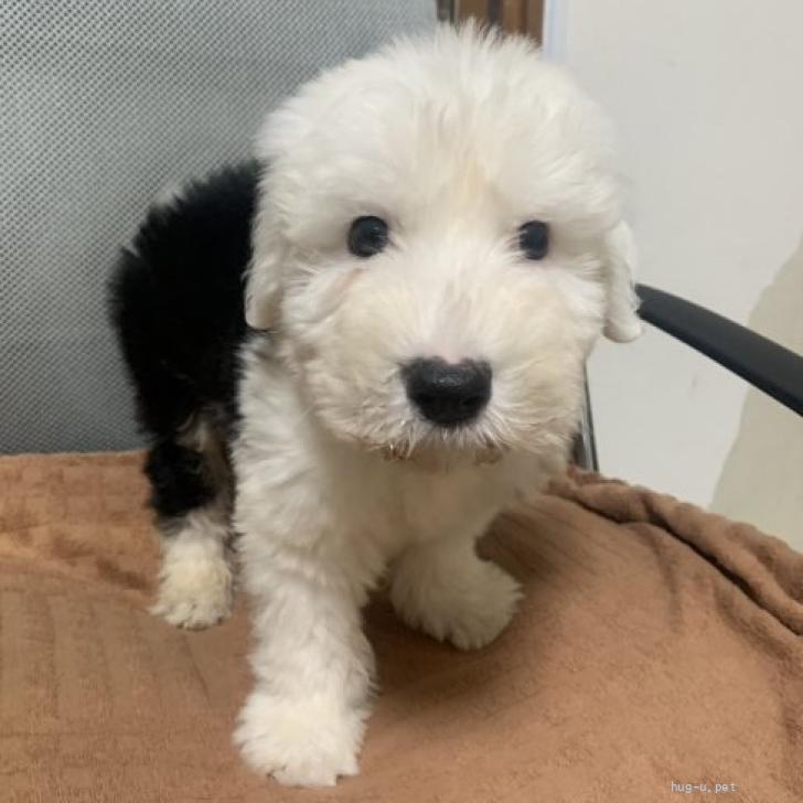 犬の里親募集】静岡県・オールドイングリッシュシープドッグ・静岡の