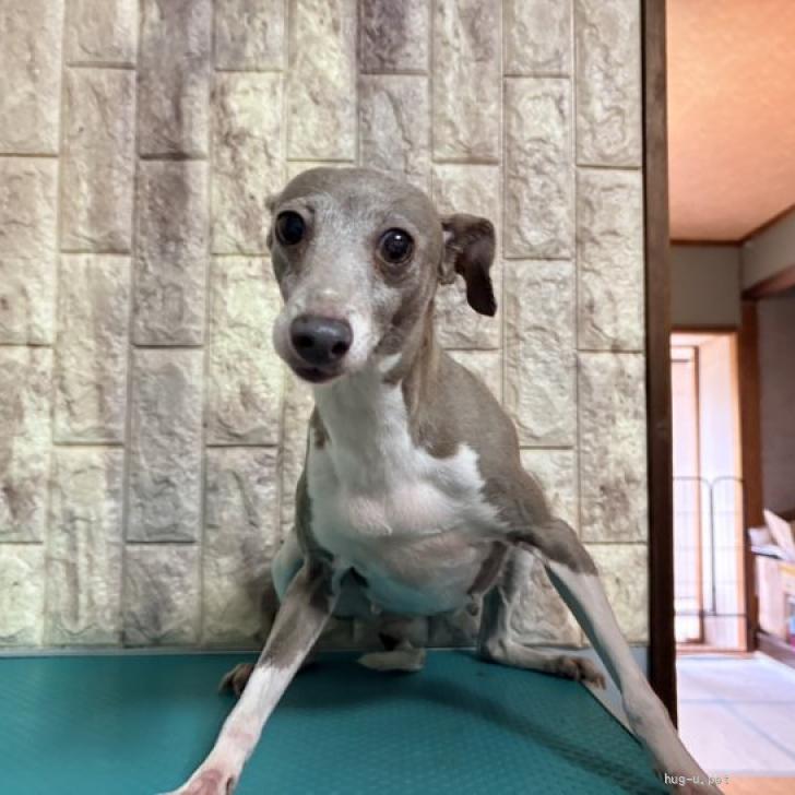 犬の里親募集】静岡県・イタリアングレーハウンド・イタグレ（ID:2605