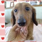 ミニチュアダックスフンド(ロング)