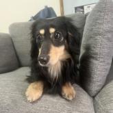 ミニチュアダックスフンド(ロング)