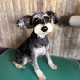 ミニチュアシュナウザー