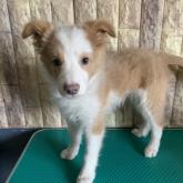 ボーダーコリー