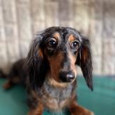 ミニチュアダックスフンド(ロング)