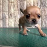 チワワ(スムース)